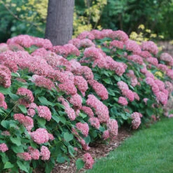 Invincibelle Spirit® II Smooth Hydrangea 8 Invincibelle Spirit® II Smooth Hydrangea -AURA Flower Shop Hydrangea arborescens Invincibelle Spirit II 1 P