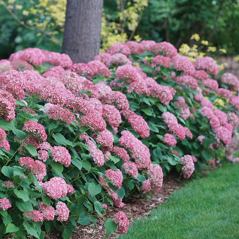 Invincibelle Spirit® II Smooth Hydrangea 3 Invincibelle Spirit® II Smooth Hydrangea - Image 3