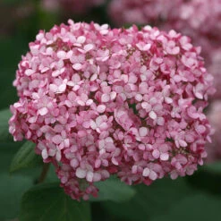 Invincibelle Spirit® II Smooth Hydrangea 10 Invincibelle Spirit® II Smooth Hydrangea -AURA Flower Shop Hydrangea arborescens Invincibelle Spirit II 4 P