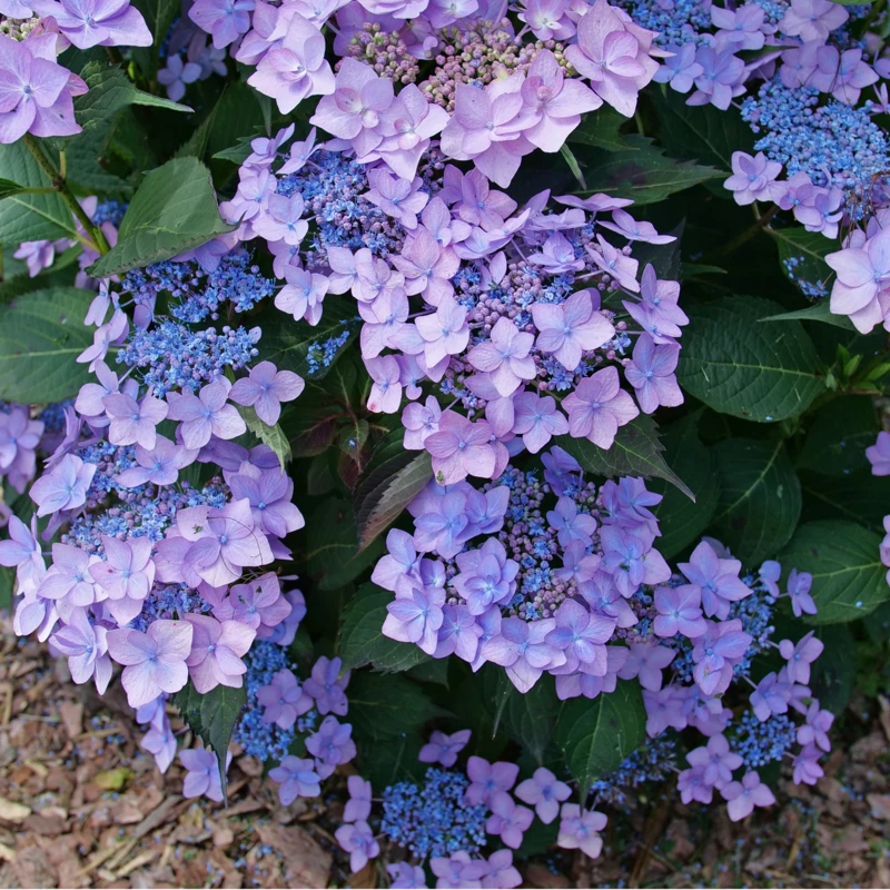 Let's Dance Can Do!® Bigleaf Hydrangea 3 Let's Dance Can Do!® Bigleaf Hydrangea - Image 3