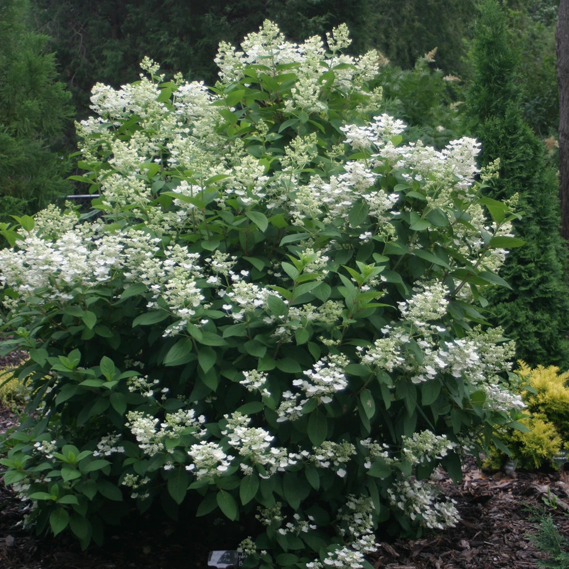 Quick Fire® Panicle Hydrangea 1 Quick Fire® Panicle Hydrangea