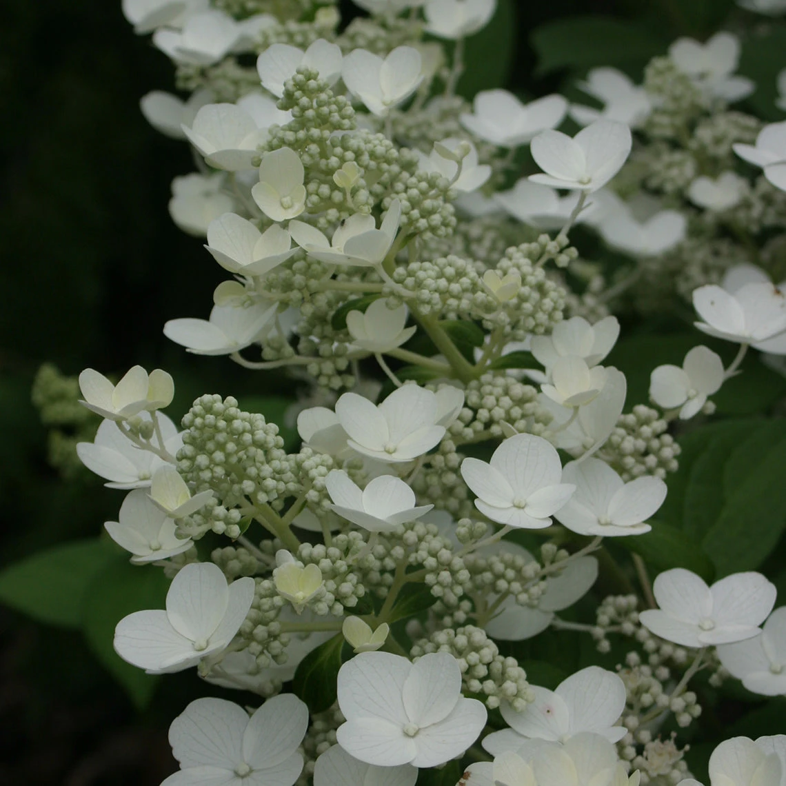 Quick Fire® Panicle Hydrangea 2 Quick Fire® Panicle Hydrangea - Image 2
