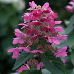 Quick Fire® Panicle Hydrangea 8 Quick Fire® Panicle Hydrangea -AURA Flower Shop HydrangeaQuickFire3
