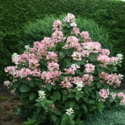 Quick Fire® Panicle Hydrangea 9 Quick Fire® Panicle Hydrangea -AURA Flower Shop HydrangeaQuickFire4