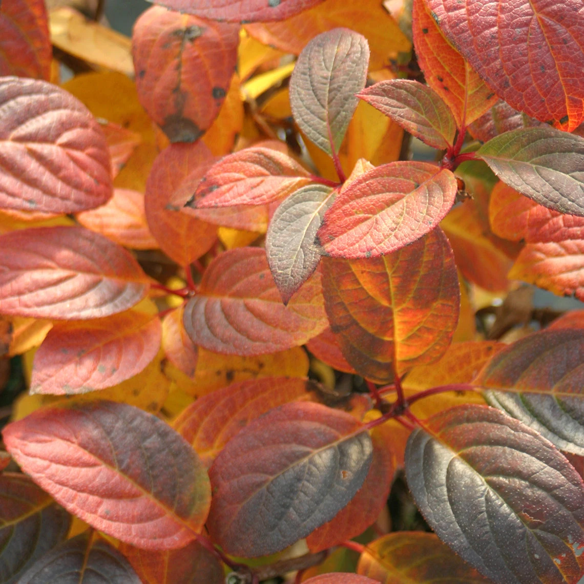 Quick Fire® Panicle Hydrangea 5 Quick Fire® Panicle Hydrangea - Image 5