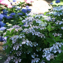 Tiny Tuff Stuff™ Mountain Hydrangea -AURA Flower Shop Hydrangea Tiny Tuff Stuff 3P