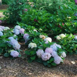 Wee Bit Innocent™ Bigleaf Hydrangea 8 Wee Bit Innocent™ Bigleaf Hydrangea -AURA Flower Shop Hydrangea mac Wee Bit Innocent DSC08253