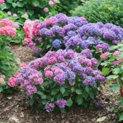 Let's Dance Lovable™ Bigleaf Hydrangea -AURA Flower Shop HydrangeamacrophyllaLetsDanceLovableDSC08856 1080x1080 bb94f5a