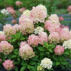Fire Light Tidbit® Panicle Hydrangea 9 Fire Light Tidbit® Panicle Hydrangea -AURA Flower Shop HydrangeapaniculataFireLightTidbitDSC02390 800x800 f760462
