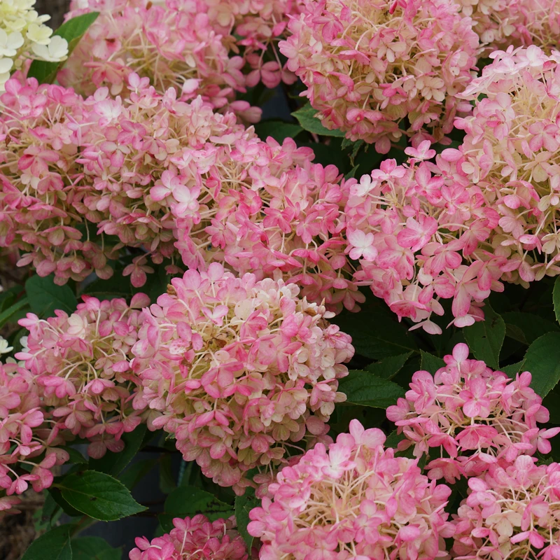 Fire Light Tidbit® Panicle Hydrangea 2 Fire Light Tidbit® Panicle Hydrangea - Image 2