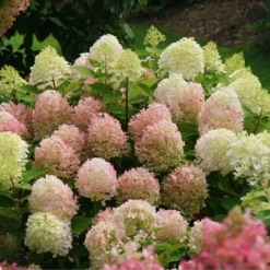 Fire Light Tidbit® Panicle Hydrangea 10 Fire Light Tidbit® Panicle Hydrangea -AURA Flower Shop HydrangeapaniculataFireLightTidbitIMG 0114 800x800 d3572ab