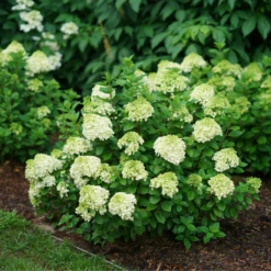 Little Lime Punch® Panicle Hydrangea -AURA Flower Shop HydrangeapaniculataLittleLimePunchDSC04605 800x800 dcc922b