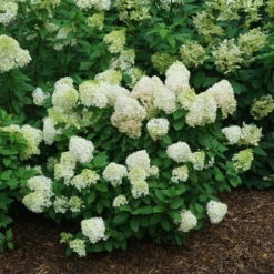 Little Lime Punch® Panicle Hydrangea -AURA Flower Shop HydrangeapaniculataLittleLimePunchDSC08373 800x800 121f548