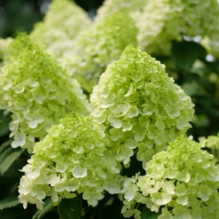 Little Lime Punch® Panicle Hydrangea -AURA Flower Shop HydrangeapaniculataLittleLimePunchP1238221 800x800 7a22f7c
