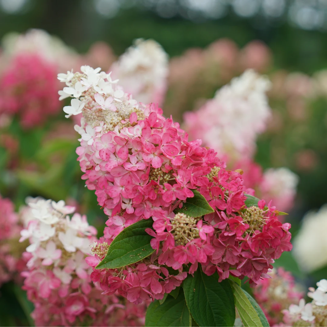 Pinky Winky Prime™ Panicle Hydrangea 1 Pinky Winky Prime™ Panicle Hydrangea