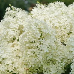 Puffer Fish® Panicle Hydrangea -AURA Flower Shop HydrangeapaniculataPufferFishDSC08316 1080x1080 1dac582