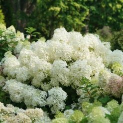 Puffer Fish® Panicle Hydrangea -AURA Flower Shop HydrangeapaniculataPufferFishDSC08317 1080x1080 87edbd5