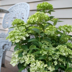 Fairytrail™ Green Cascade Hydrangea 6 Fairytrail™ Green Cascade Hydrangea -AURA Flower Shop HydrangeaxFairytrailGreenP1214788 800x800 e9953bd