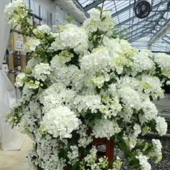 Fairytrail™ White Cascade Hydrangea 7 Fairytrail™ White Cascade Hydrangea -AURA Flower Shop HydrangeaxFairytrailWhite 800x800 e22f427