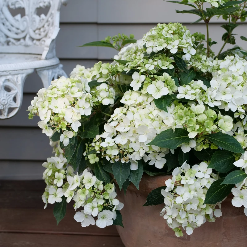 Fairytrail™ White Cascade Hydrangea 1 Fairytrail™ White Cascade Hydrangea