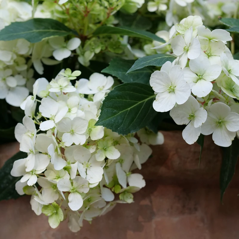 Fairytrail™ White Cascade Hydrangea 2 Fairytrail™ White Cascade Hydrangea - Image 2
