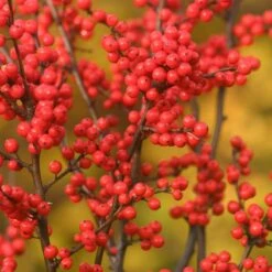 Berry Heavy® Winterberry Holly 8 Berry Heavy® Winterberry Holly -AURA Flower Shop Ilex verticillata Berry Heavy 1 P 38bd9223 c466 47f9 b4bf f6bad7e55853 sw