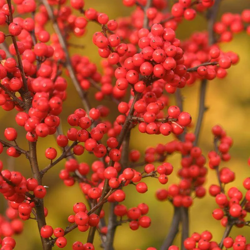 Berry Heavy® Winterberry Holly 4 Berry Heavy® Winterberry Holly - Image 4
