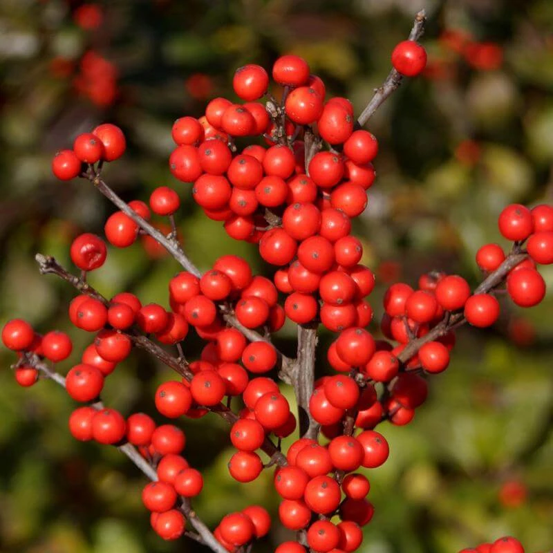 Berry Heavy® Winterberry Holly 1 Berry Heavy® Winterberry Holly
