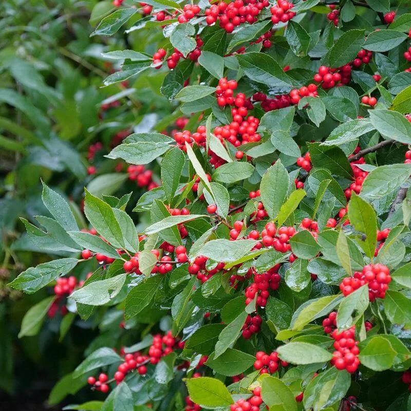 Berry Heavy® Winterberry Holly 2 Berry Heavy® Winterberry Holly - Image 2