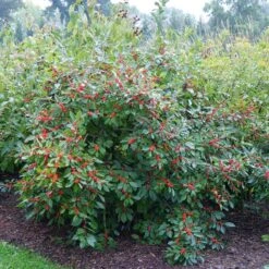 Berry Heavy® Winterberry Holly 7 Berry Heavy® Winterberry Holly -AURA Flower Shop Ilex verticillata Berry Heavy 4 P 6211a666 1bfb 4d1f 8fdd 124b36bb1841 sw