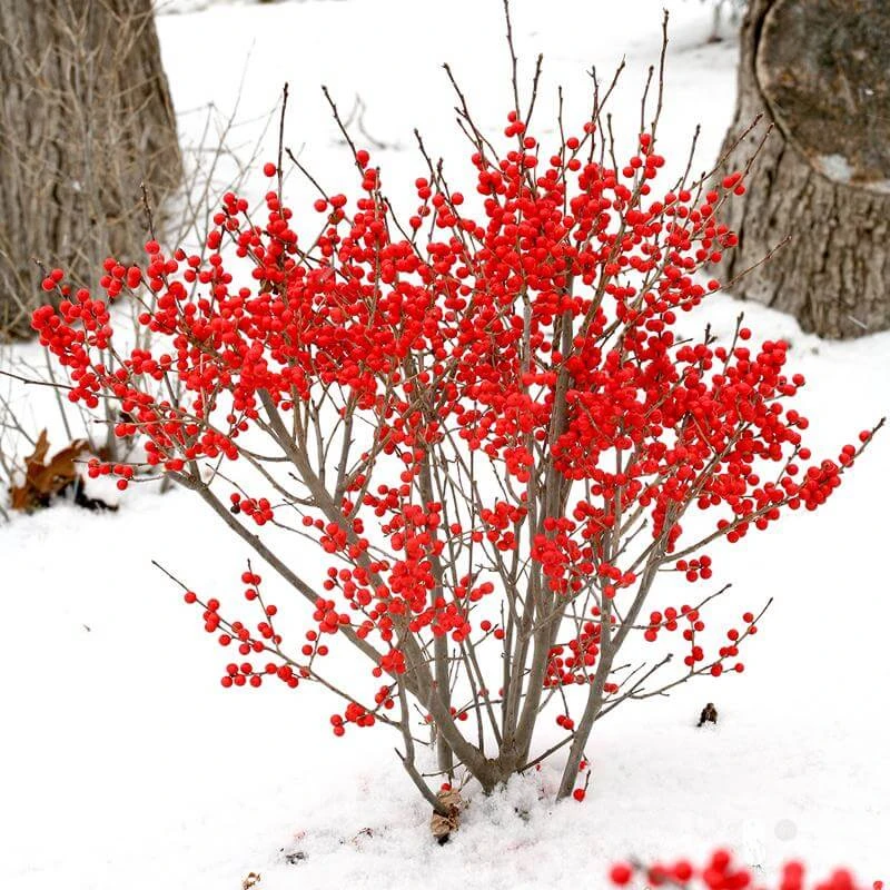 Berry Poppins® Winterberry Holly 1 Berry Poppins® Winterberry Holly