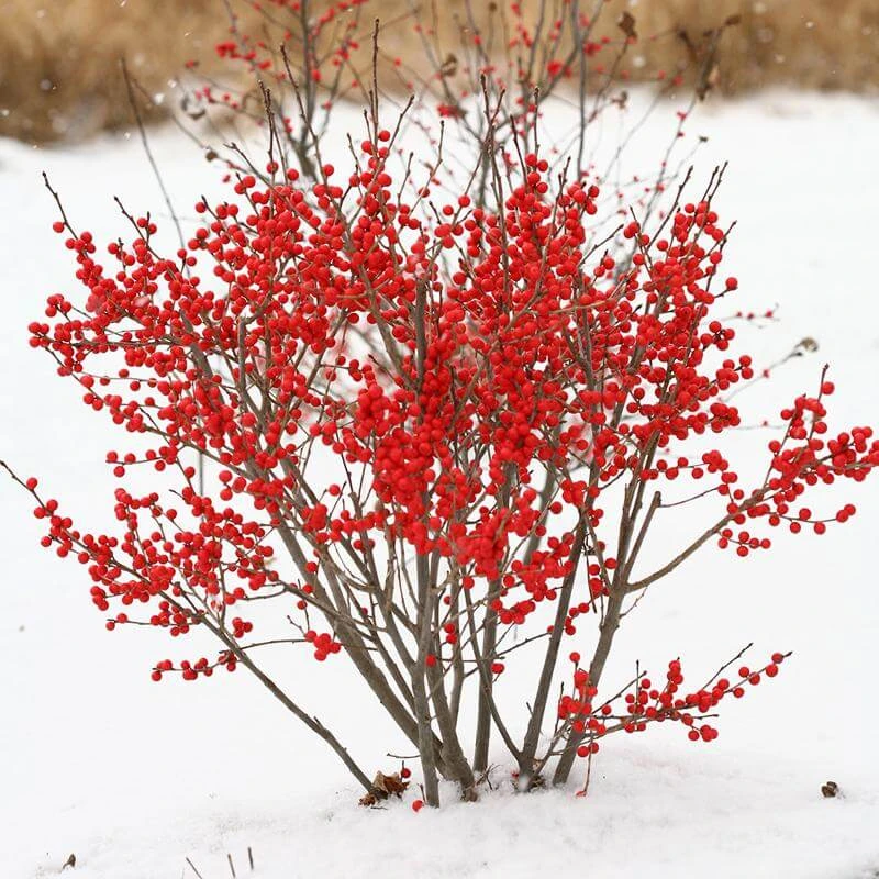Berry Poppins® Winterberry Holly 7 Berry Poppins® Winterberry Holly - Image 7
