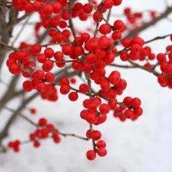 Berry Poppins® Winterberry Holly 11 Berry Poppins® Winterberry Holly -AURA Flower Shop Ilex verticillata Berry Poppins 3 P a9cfa142 889b 4fc7 acde d5ef636bc260 sw