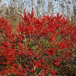 Berry Poppins® Winterberry Holly 14 Berry Poppins® Winterberry Holly -AURA Flower Shop Ilex verticillata Berry Poppins 6 P 4d74fbf5 874a 4d13 a2c0 0081f811afff sw