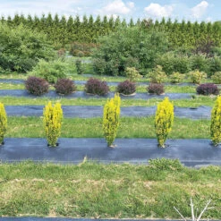 Glow Stick™ Japanese Holly 6 Glow Stick™ Japanese Holly -AURA Flower Shop Ilex crenata Glow Stick IMG 1552 4032x3024 3c3502c