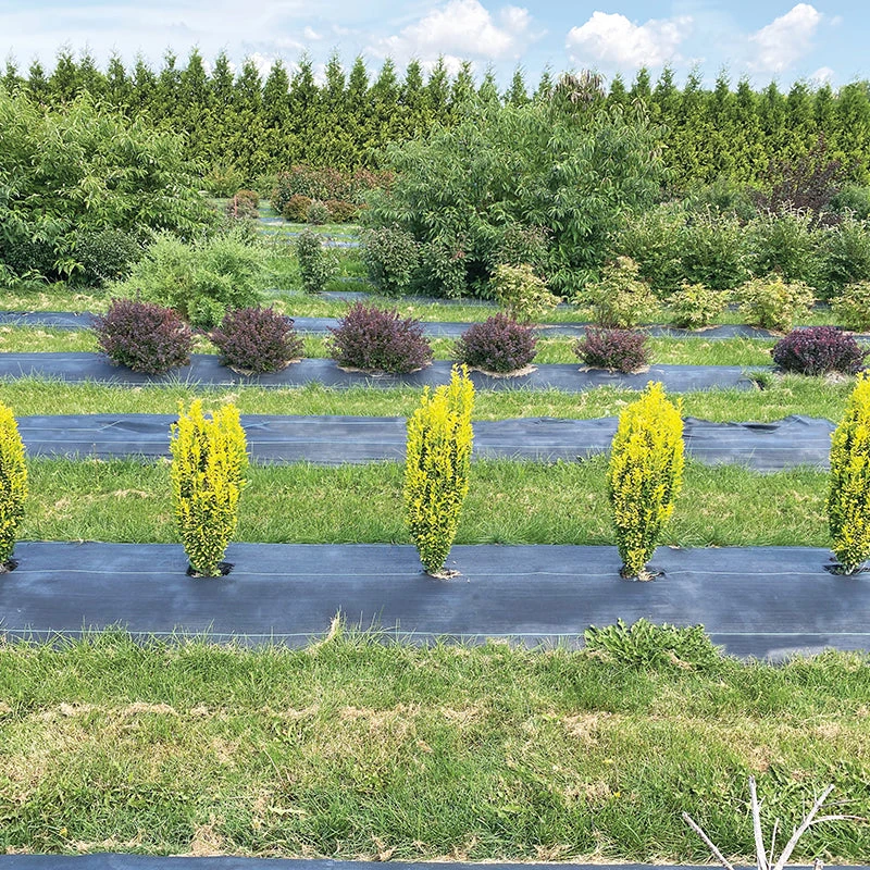 Glow Stick™ Japanese Holly 3 Glow Stick™ Japanese Holly - Image 3