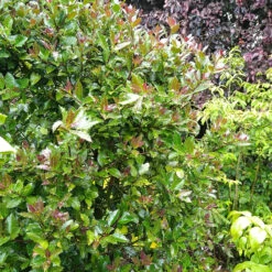 Castle Rouge™ Blue Holly -AURA Flower Shop Ilex x meserveae Castle Rouge 54