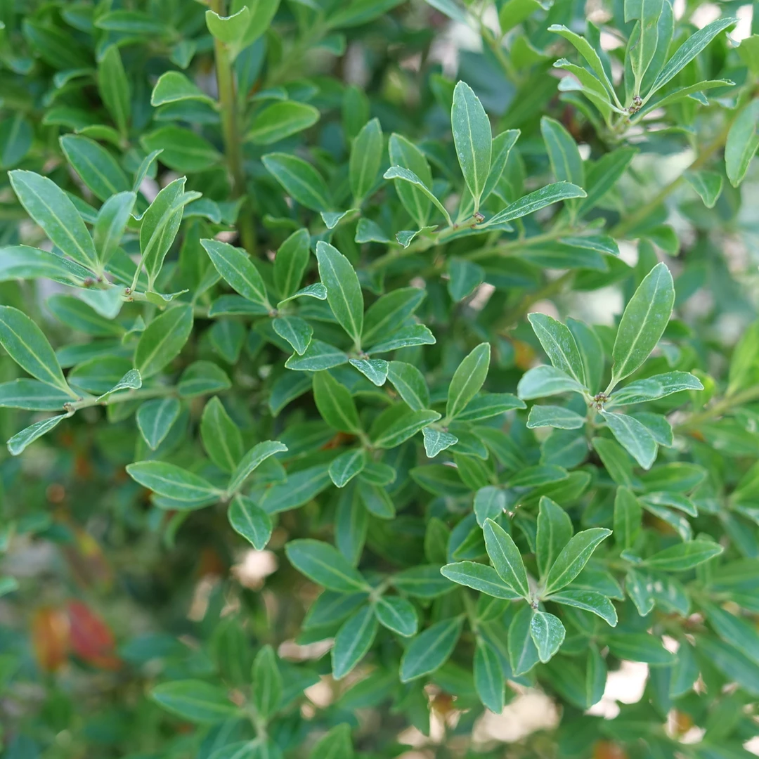 Squeeze Box™ Inkberry Holly 2 Squeeze Box™ Inkberry Holly - Image 2