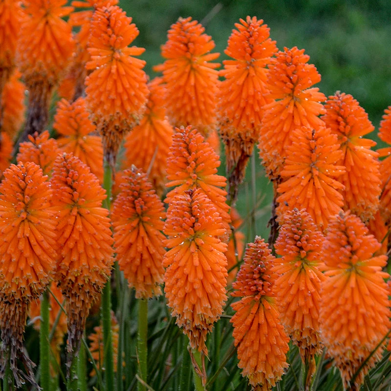 Pyromania™ 'Orange Blaze' Red Hot Poker 1 Pyromania™ 'Orange Blaze' Red Hot Poker