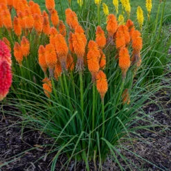 Pyromania™ 'Orange Blaze' Red Hot Poker 6 Pyromania™ 'Orange Blaze' Red Hot Poker -AURA Flower Shop Kniphofia Orange Blaze 2 P