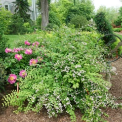 Jolene Jolene™ Beautybush 6 Jolene Jolene™ Beautybush -AURA Flower Shop KolkwitziaJoleneJoleneDSC09745 800x800 eabc40a