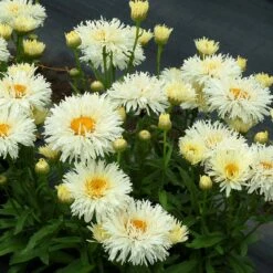 'Coconut' Double Shasta Daisy 7 'Coconut' Double Shasta Daisy -AURA Flower Shop Leucanthemum Coconut 2