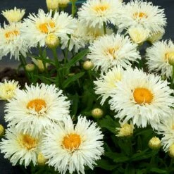 'Coconut' Double Shasta Daisy 6 'Coconut' Double Shasta Daisy -AURA Flower Shop Leucanthemum Coconut 3