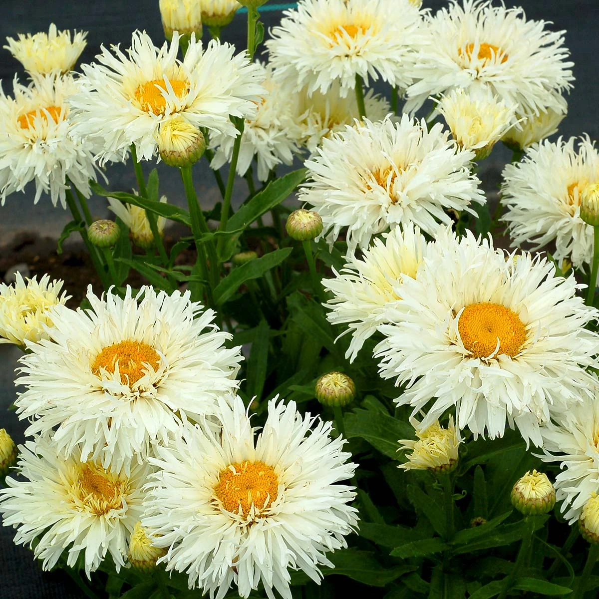 'Coconut' Double Shasta Daisy 3 'Coconut' Double Shasta Daisy - Image 3