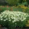 'Coconut' Double Shasta Daisy