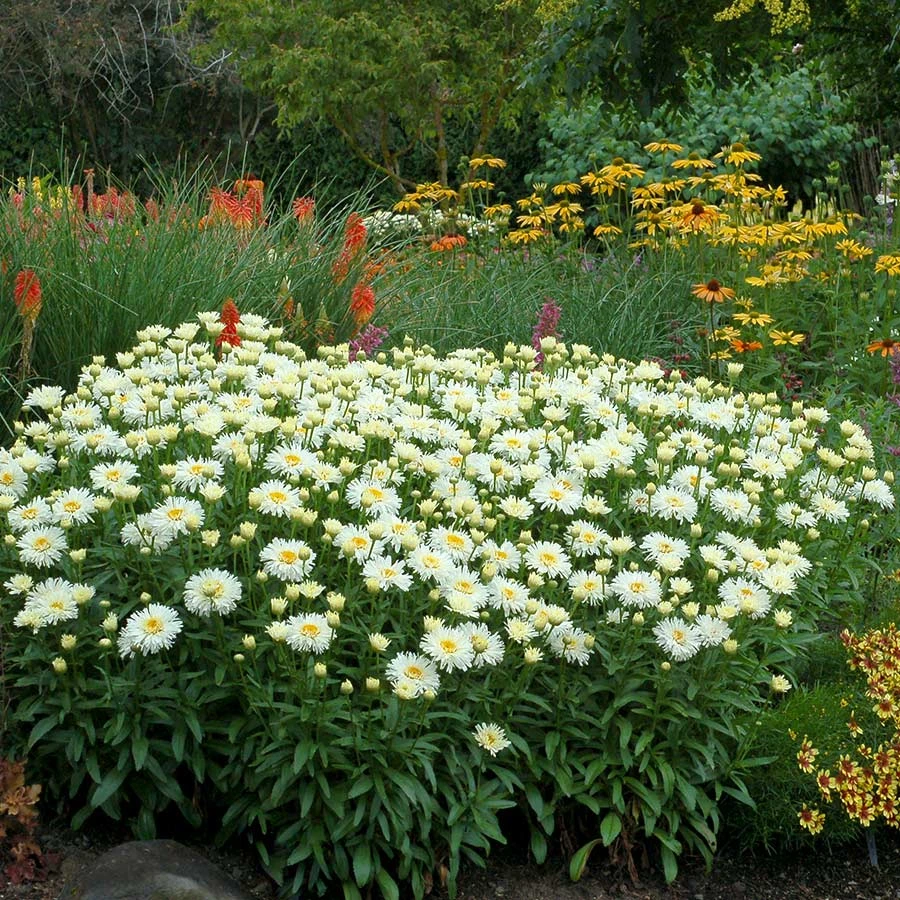 'Coconut' Double Shasta Daisy 1 'Coconut' Double Shasta Daisy