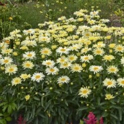 Amazing Daisies® 'Banana Cream' Shasta -AURA Flower Shop Leucanthemum Banana Cream 2 P 70ca4ab5 25ef 449f 9d4d 1238edb1ed89 sw