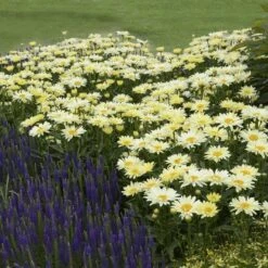 Amazing Daisies® 'Banana Cream' Shasta -AURA Flower Shop Leucanthemum Banana Cream 3 P 2b9bf5b7 58a6 4268 b2df 820fd2810532 sw