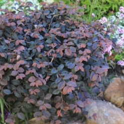 Jazz Hands® Pink Chinese Fringe-Flower -AURA Flower Shop Loropetalum Jazz Hands Dwarf Pink 3