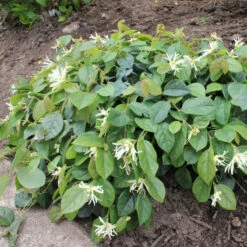 Jazz Hands® White Chinese Fringe-Flower -AURA Flower Shop Loropetalum Jazz Hands Dwarf White 3
